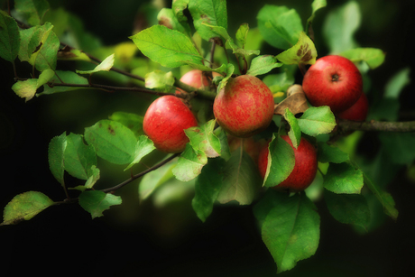 Herfst appeltjes