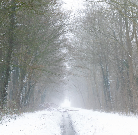 liggende boom sneeuw gecropd (1 van 1)