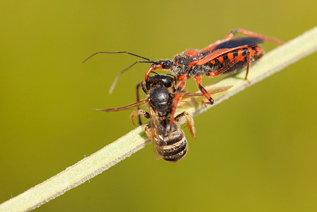 Rhynocoris Erythropus