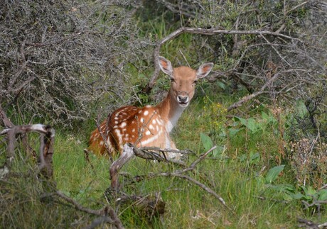 Amsterdamse Waterleidingduinen