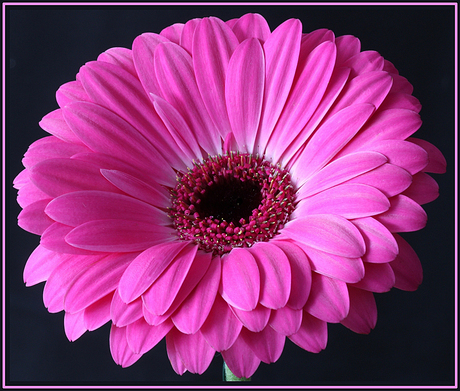 Gerbera