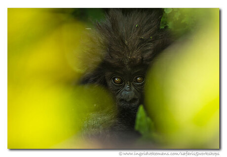 Baby Gorilla