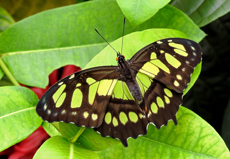 Papilio Thoas