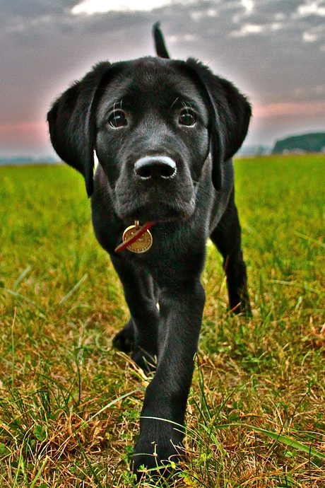 Labrador pup 'Nieuwsgierig'