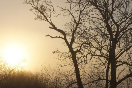 Mistige zonsopkomst