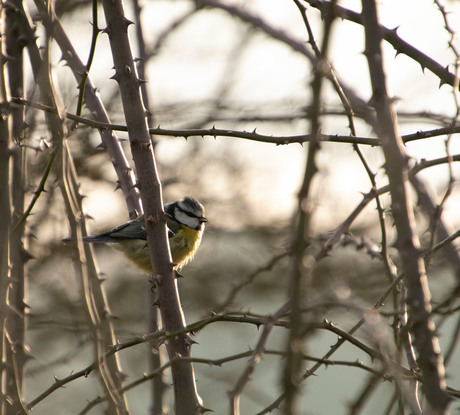 Pimpelmeesje in de avondzon