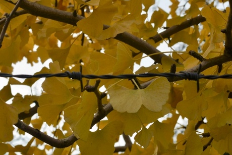 Ginkgo in quarantaine