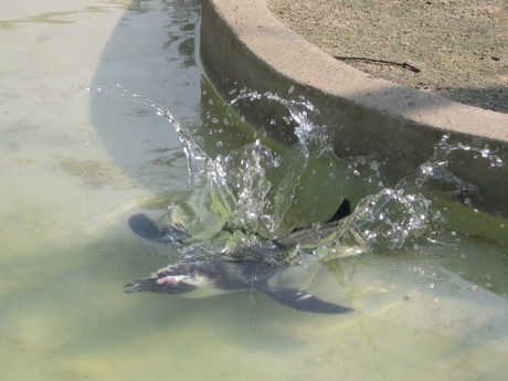 Pinguin neemt een frisse duik