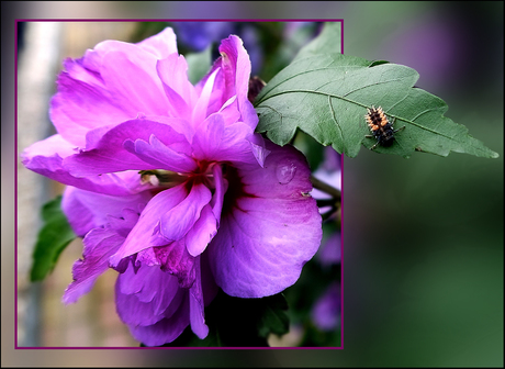 Hibiscus met larve lhb'tje