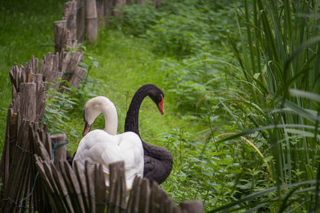 Black and white swan