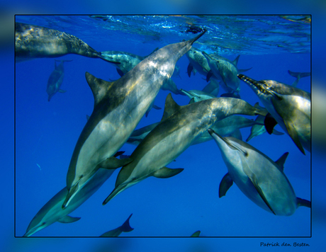 Het leven in de rode zee : Spinner Dolphin