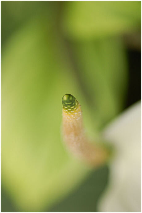 macro anthurium