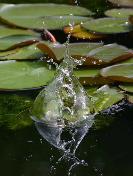 Groene kikker in waterbel