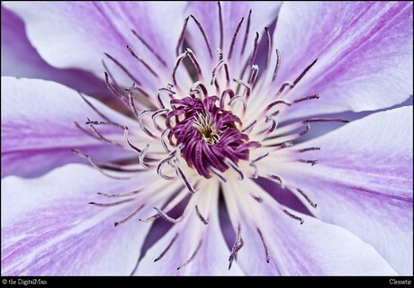 Clematis