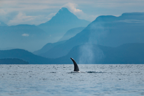 lonely dorsal fin