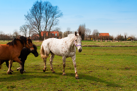 Appaloosa