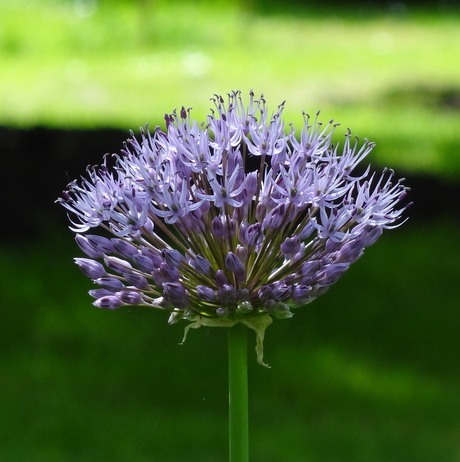 in de Botanische tuin