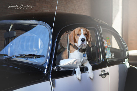 Oldtimer beagle