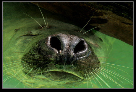 Zeehond