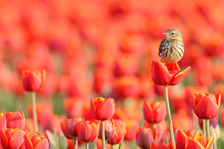 Graspieper op tulp