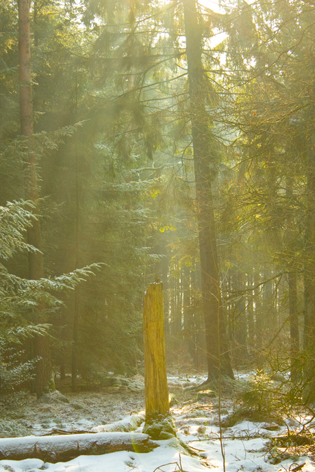 In het bos