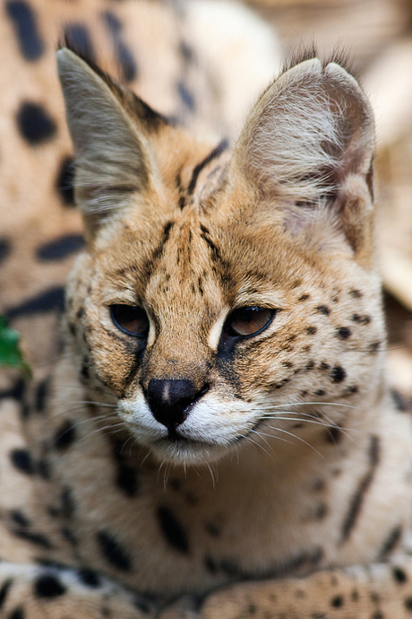 Serval kat