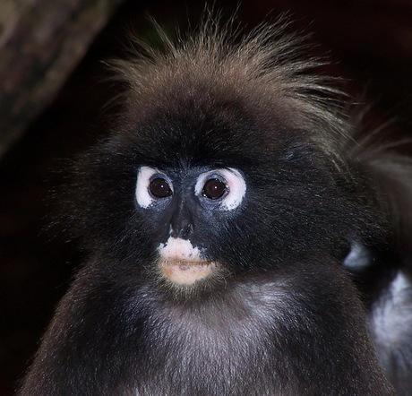 Brillangoer (Trachypithecus Obscurus - familie: Slankapen)