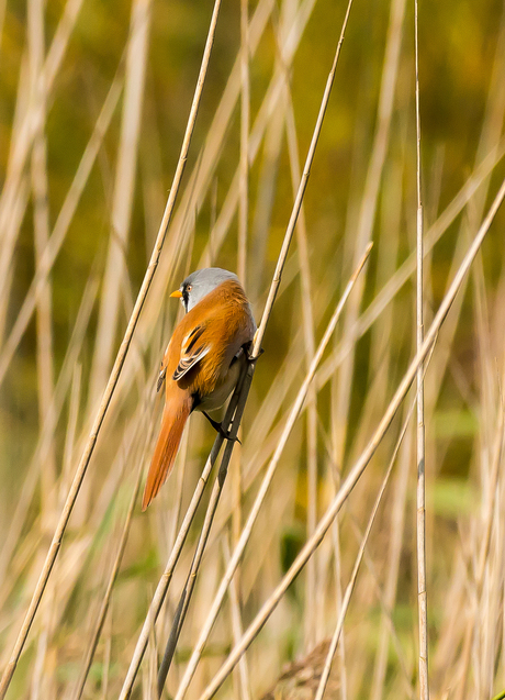 baardmannetje