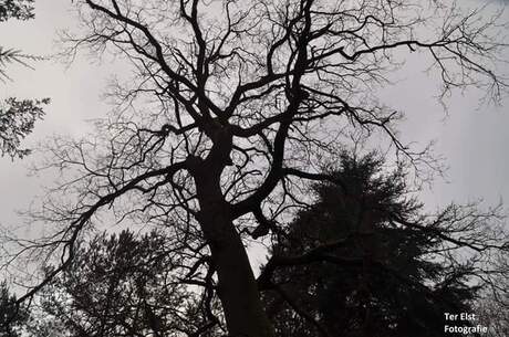 Dark tree