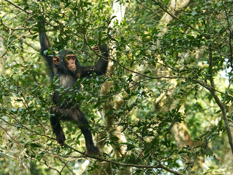 Chimpansee uganda.jpg