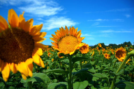 Field of sunflowers