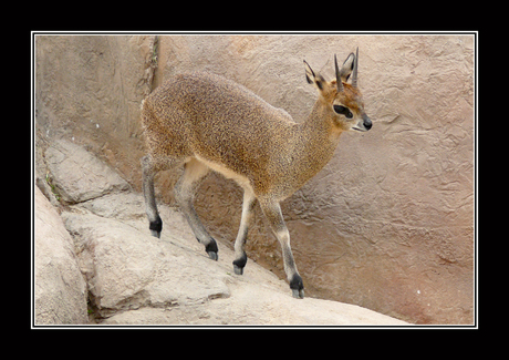 Klipspringer