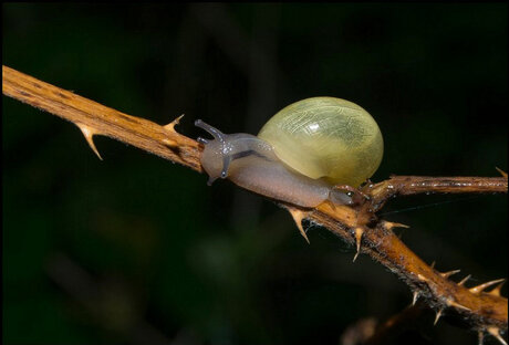 Barnsteenslak - Succinea putris