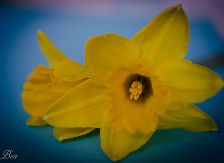 Narcis kleine zonnetje