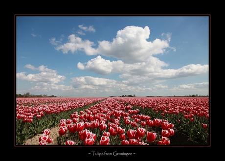 Tulips from Groningen