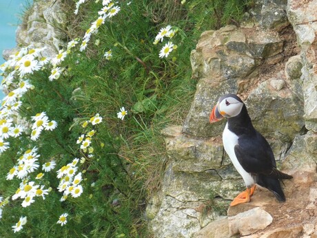 Puffin ( papagaai duiker)