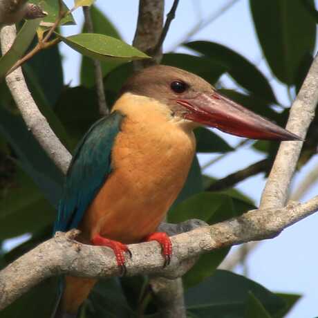 Ijsvogel