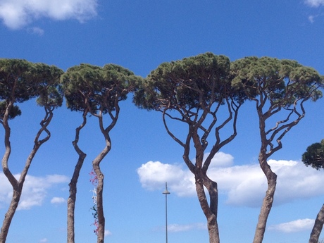 Italian tree line mixed with urban