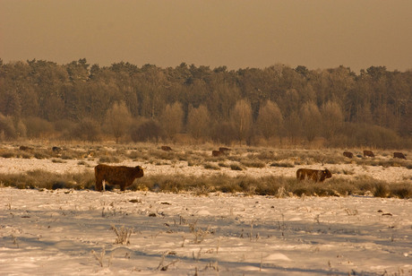 Brunsummer heide