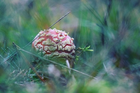 Paddenstoel op de Veluwe