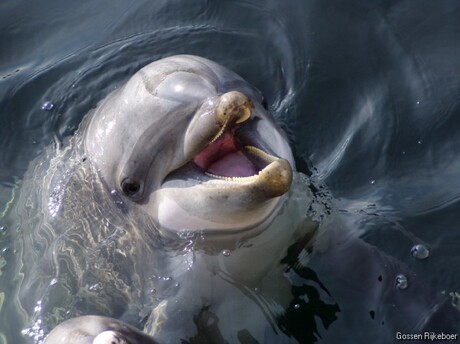 Flipper met een lach