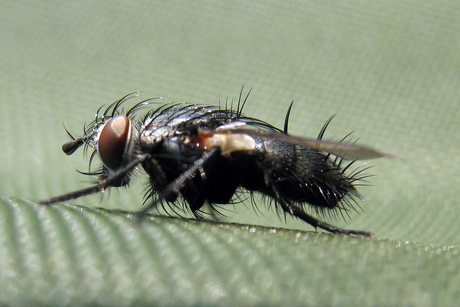 The Fly