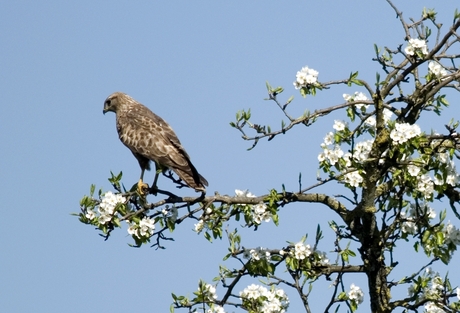 Buteo Buteo