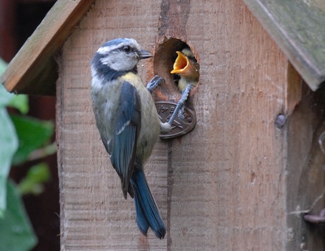 Honger .....