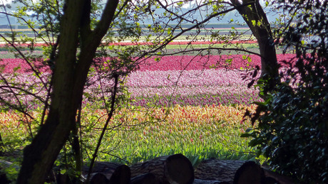 Keukenhof 00028