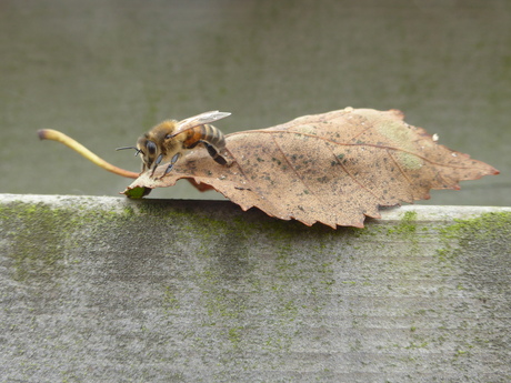 Bij op blad