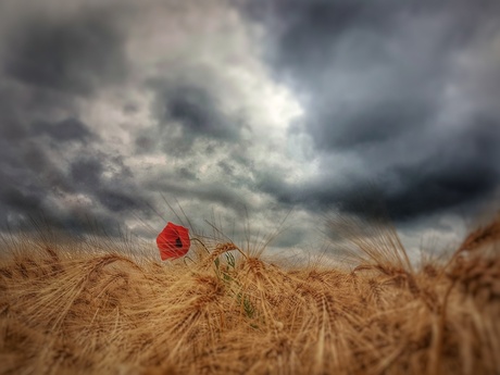 cloudy poppy