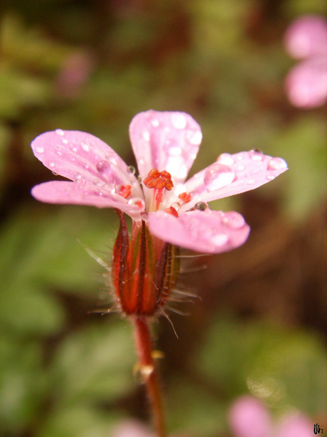 Roze bloem 2