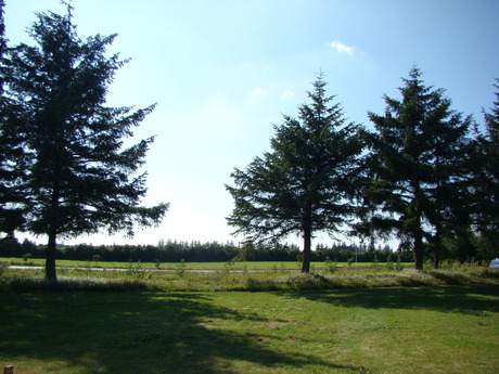 Groepje bomen