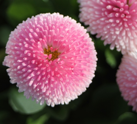 tweede versie pink flower